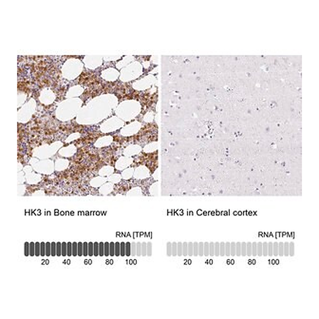 Merck Anti-HK3 antibody produced in rabbit