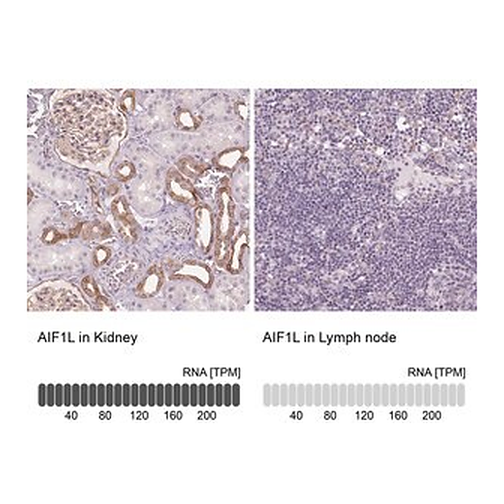 Merck Anti-AIF1L antibody produced in rabbit