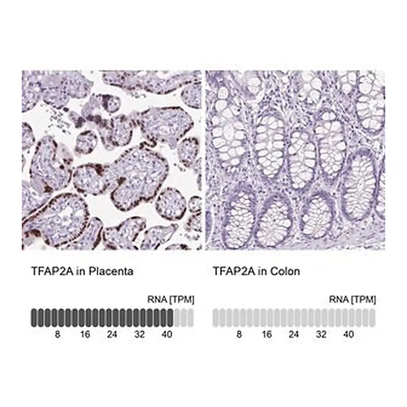 Merck Anti-TFAP2A antibody produced in rabbit