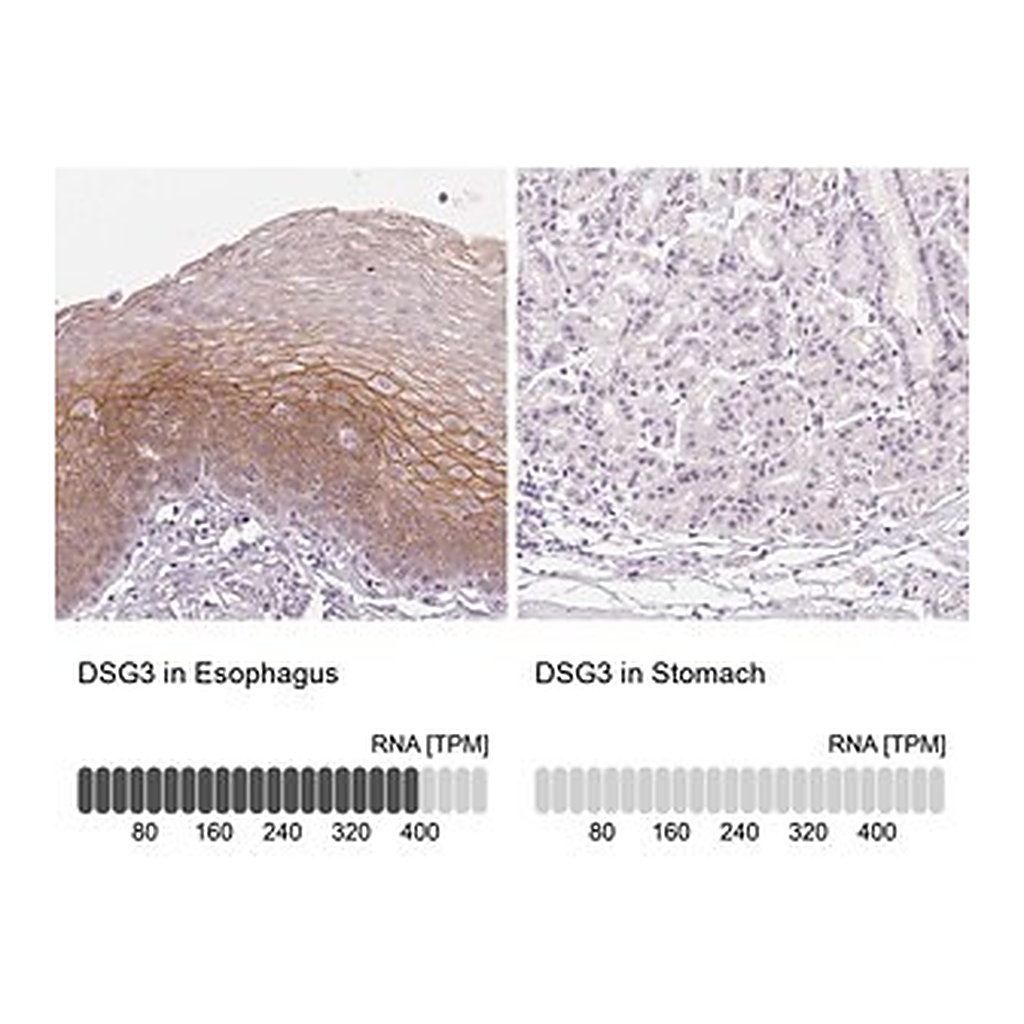Merck Anti-DSG3 antibody produced in rabbit