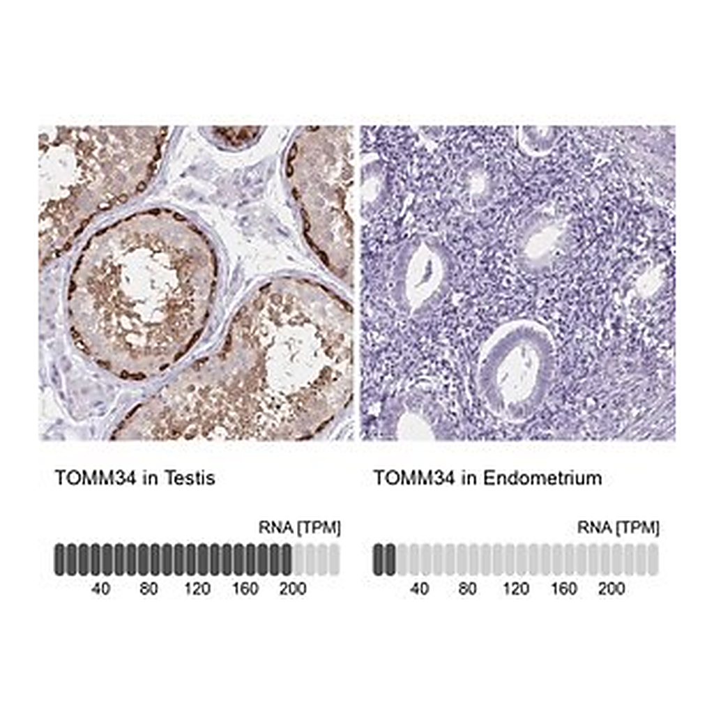 Merck Anti-TOMM34 antibody produced in rabbit