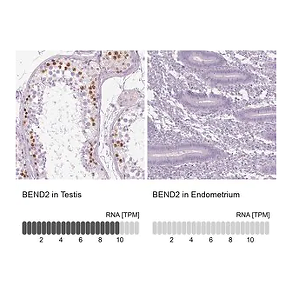 Merck Anti-BEND2 antibody produced in rabbit