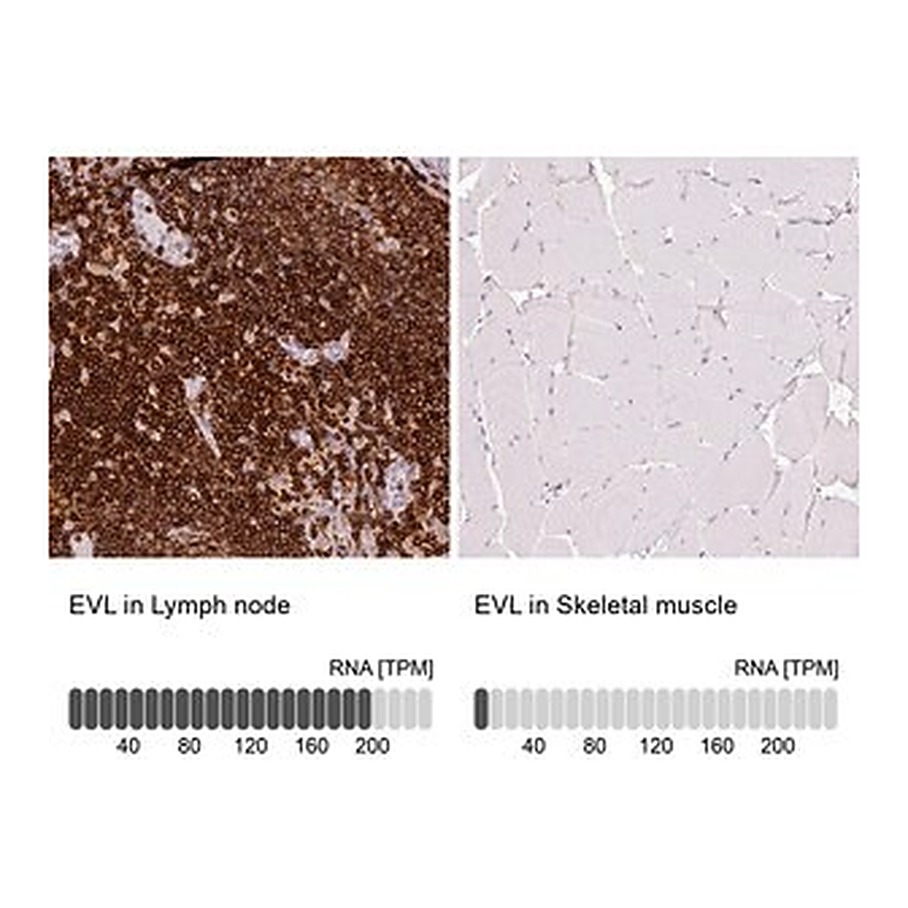 Merck Anti-EVL antibody produced in rabbit