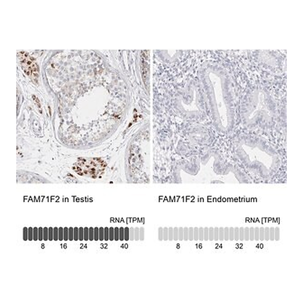 Merck Anti-FAM71F2 antibody produced in rabbit