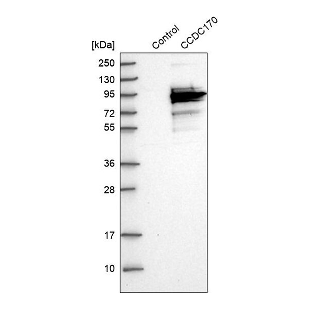 Merck Anti-CCDC170 antibody produced in rabbit