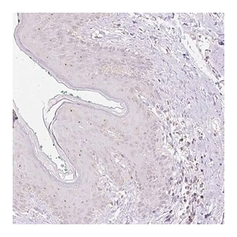 Merck Anti-NVL antibody produced in rabbit