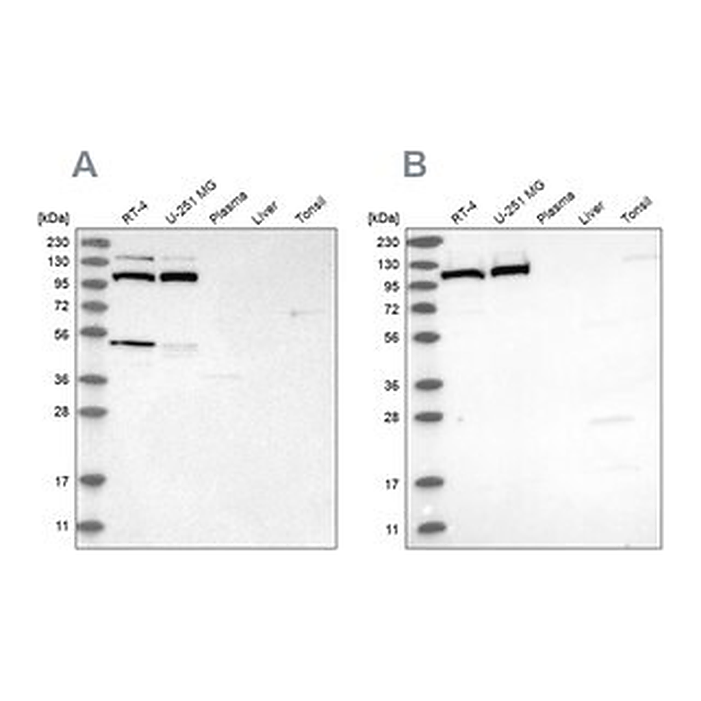 Merck Anti-MTHFD1L antibody produced in rabbit