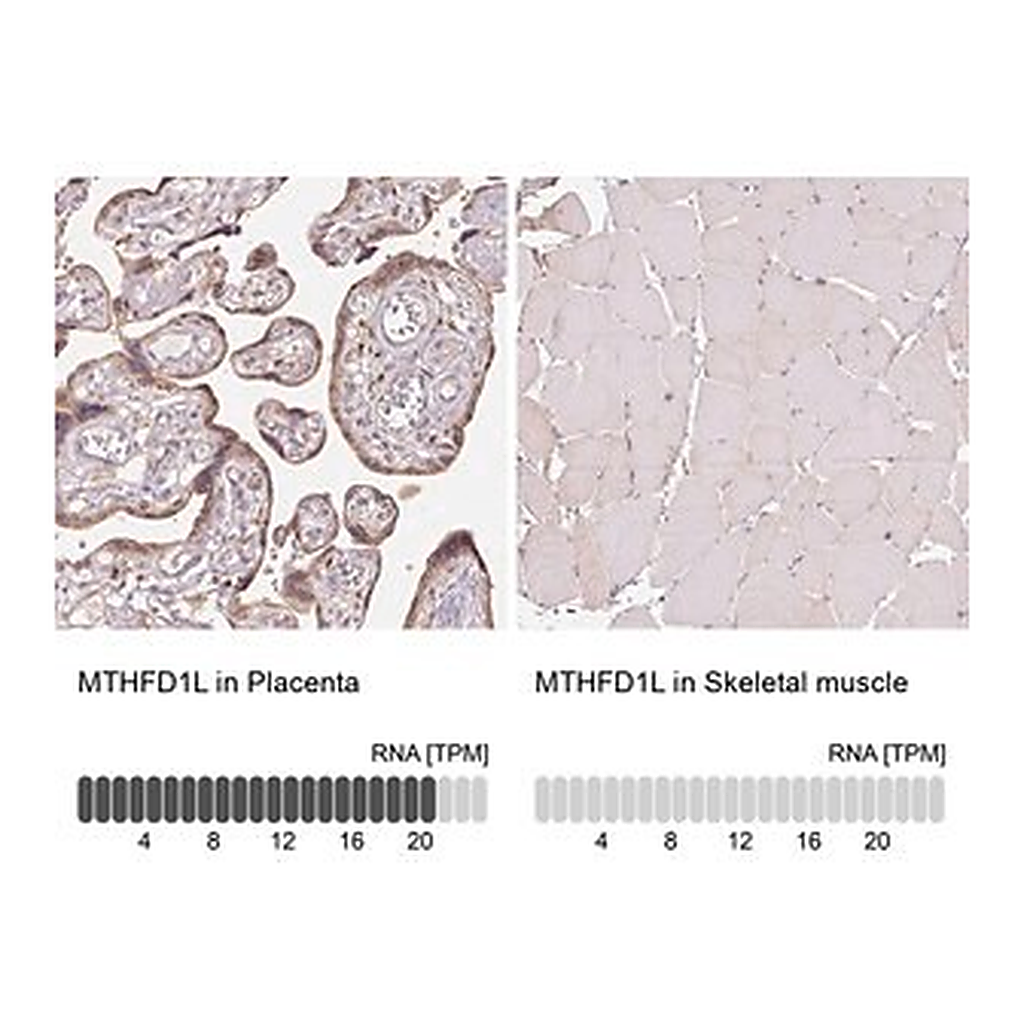 Merck Anti-MTHFD1L antibody produced in rabbit
