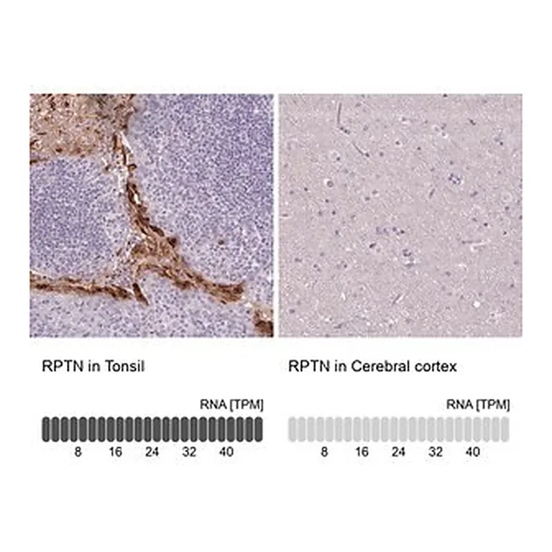 Merck Anti-RPTN antibody produced in rabbit