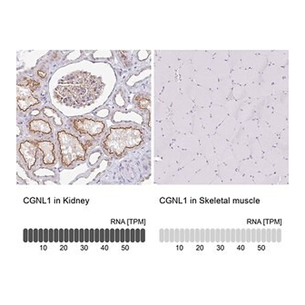 Merck Anti-CGNL1 antibody produced in rabbit