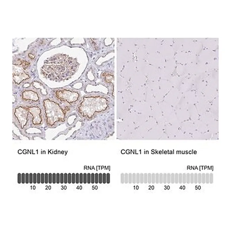 Merck Anti-CGNL1 antibody produced in rabbit