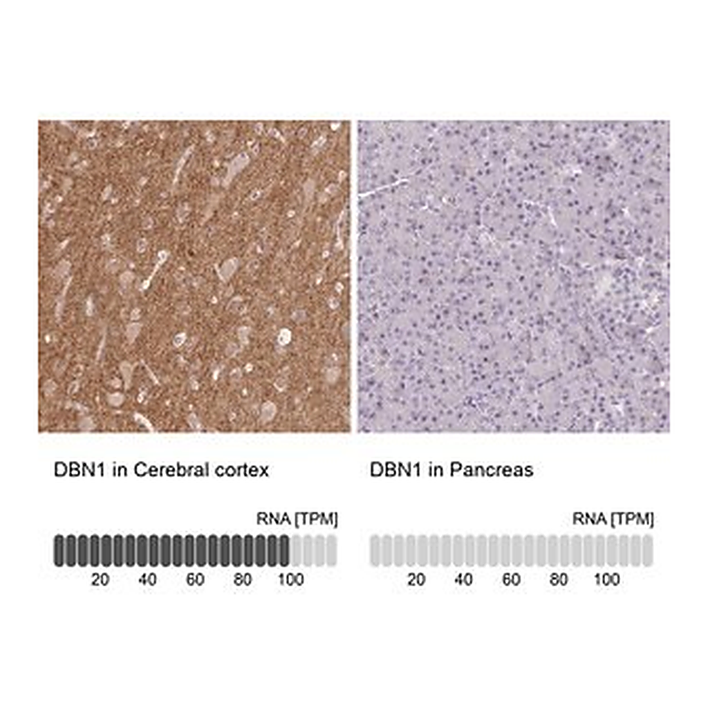 Merck Anti-DBN1 antibody produced in rabbit
