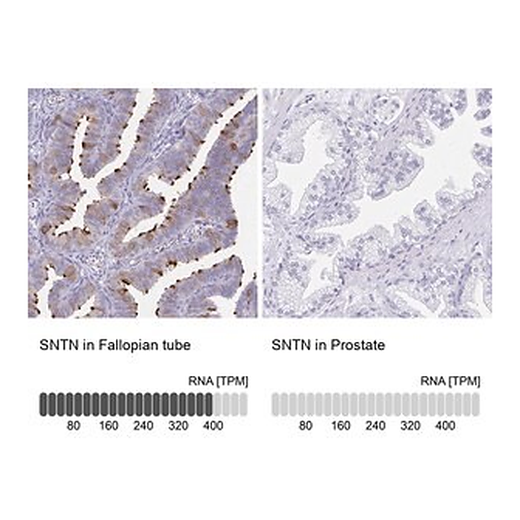 Merck Anti-SNTN antibody produced in rabbit