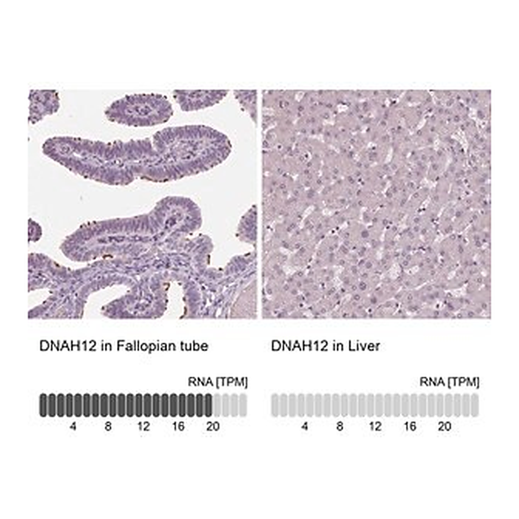 Merck Anti-DNAH12 antibody produced in rabbit