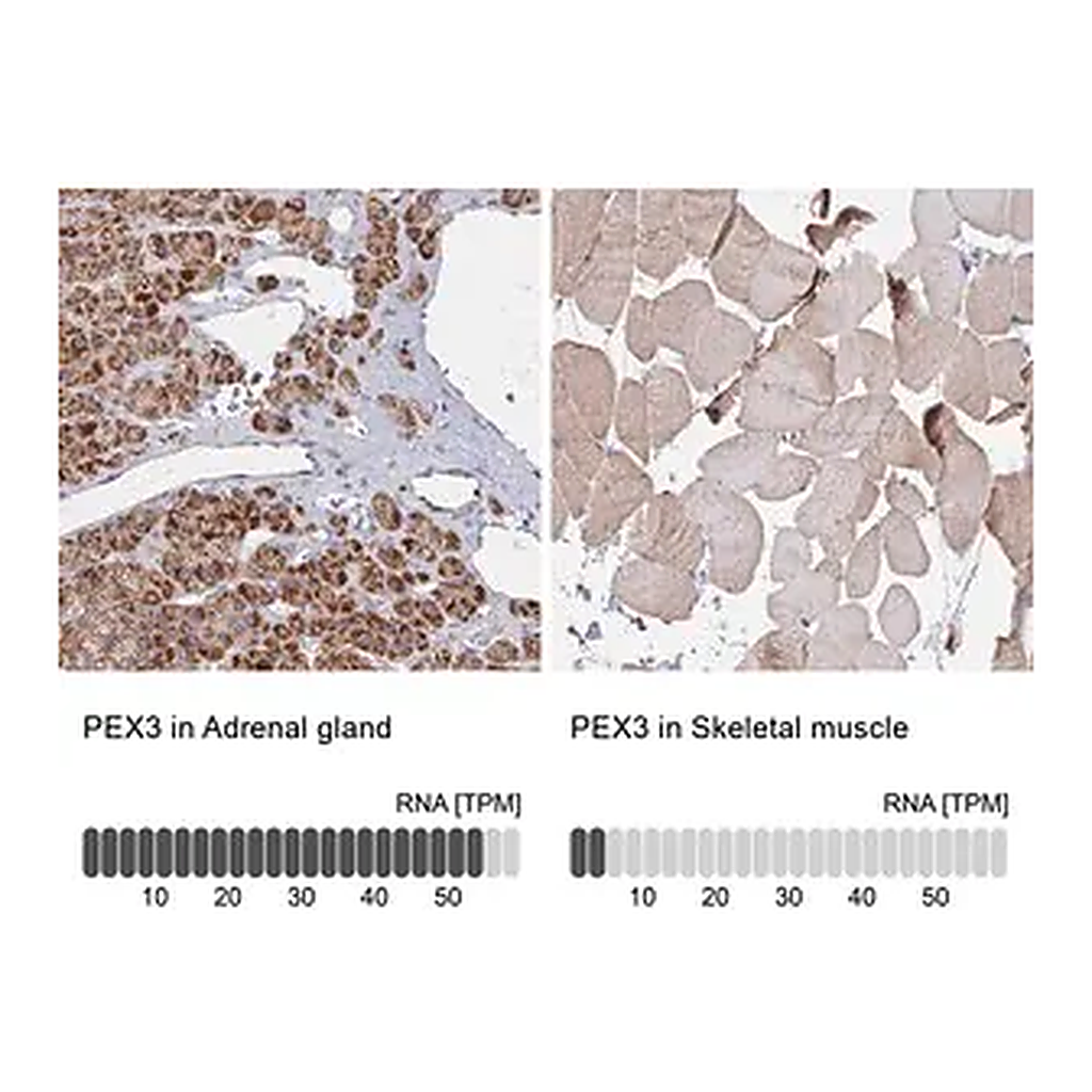 Merck Anti-PEX3 antibody produced in rabbit
