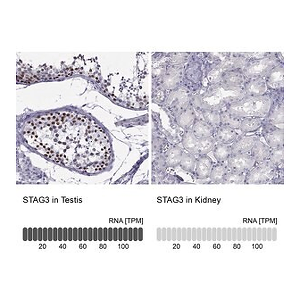Merck Anti-STAG3 antibody produced in rabbit