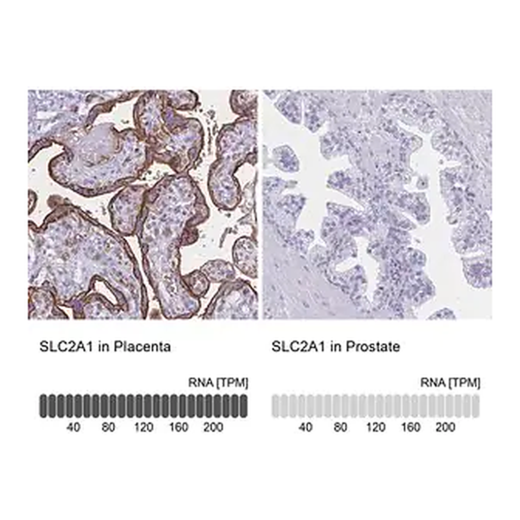 Merck Anti-SLC2A1 antibody produced in rabbit