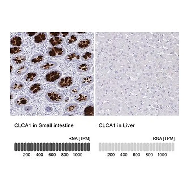 Merck Anti-CLCA1 antibody produced in rabbit