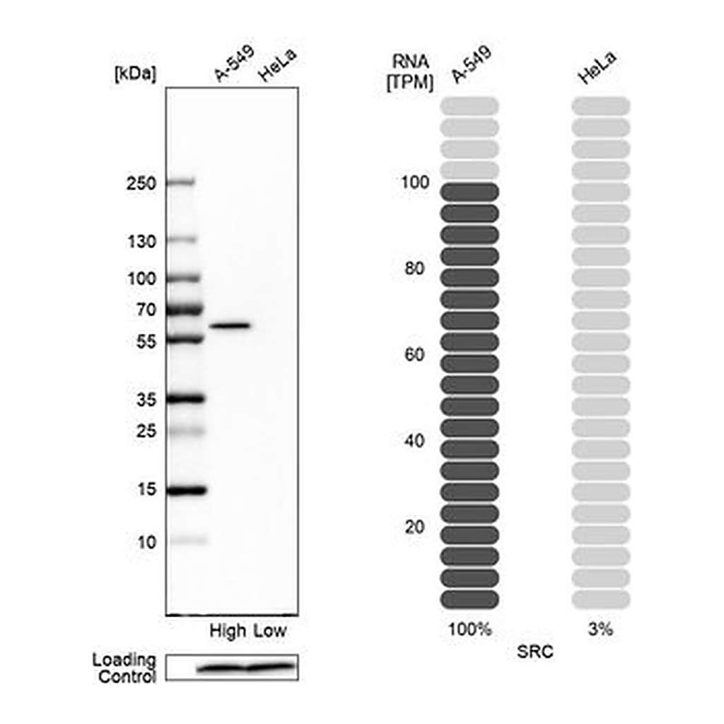 Merck Anti-SRC antibody produced in rabbit
