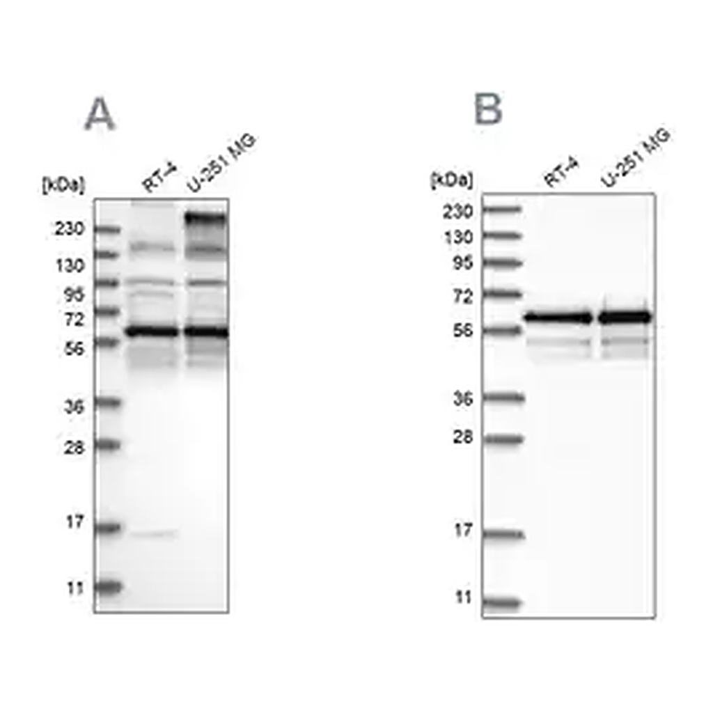 Merck Anti-BSDC1 antibody produced in rabbit