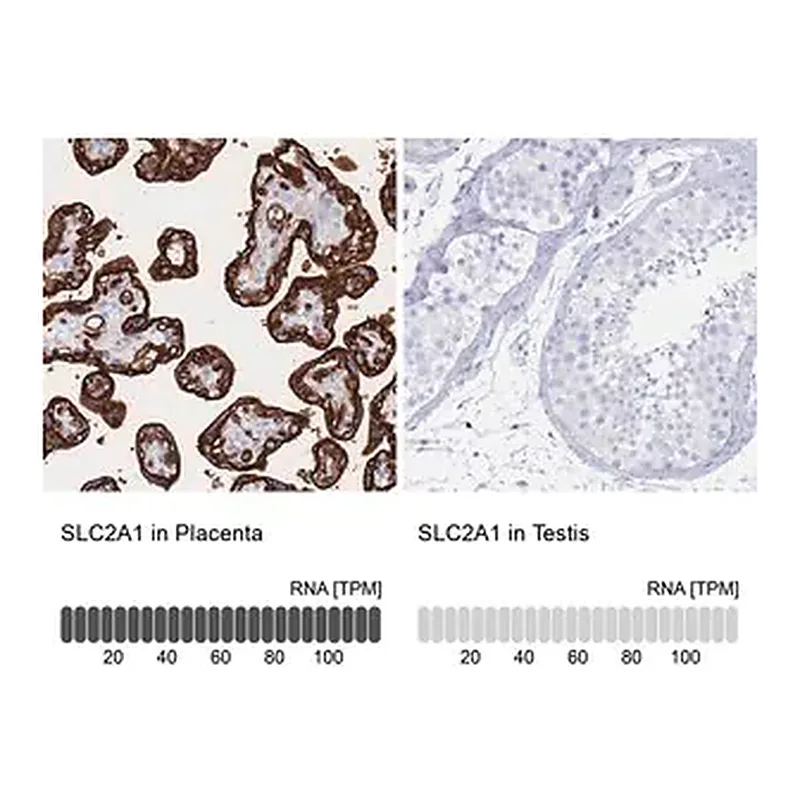 Merck Anti-SLC2A1 antibody produced in rabbit