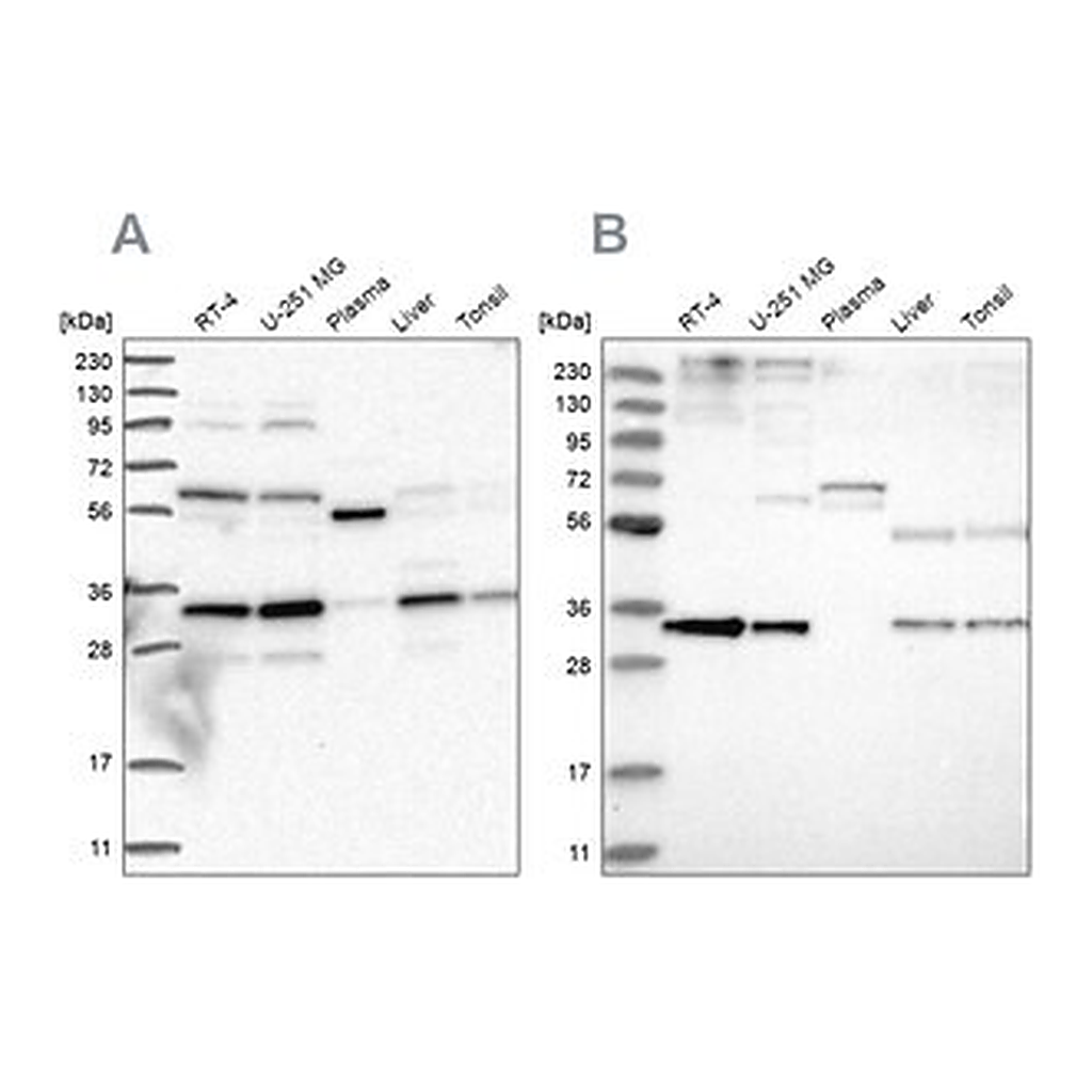 Merck Anti-PPCS antibody produced in rabbit