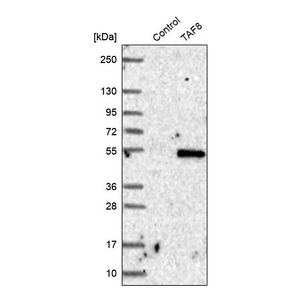 Merck Anti-TAF8 antibody produced in rabbit