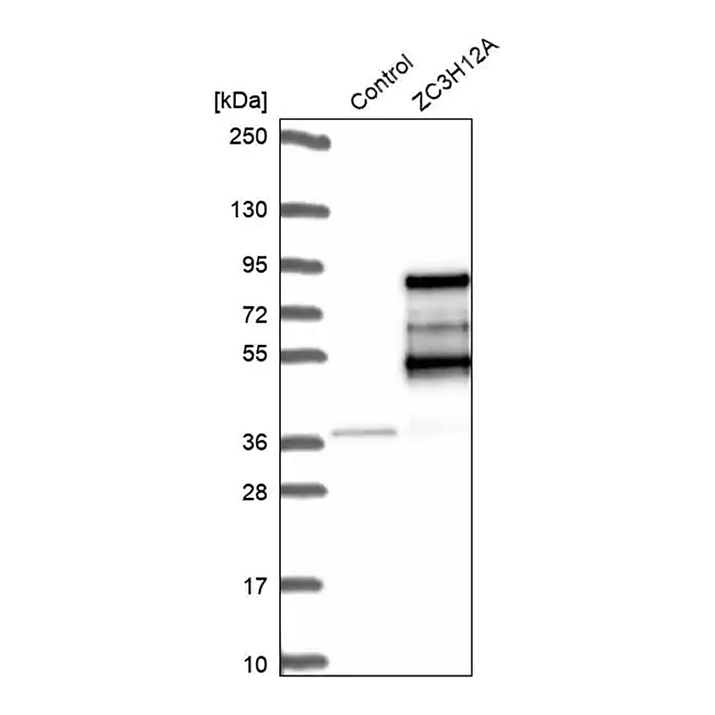 Merck Anti-ZC3H12A antibody produced in rabbit