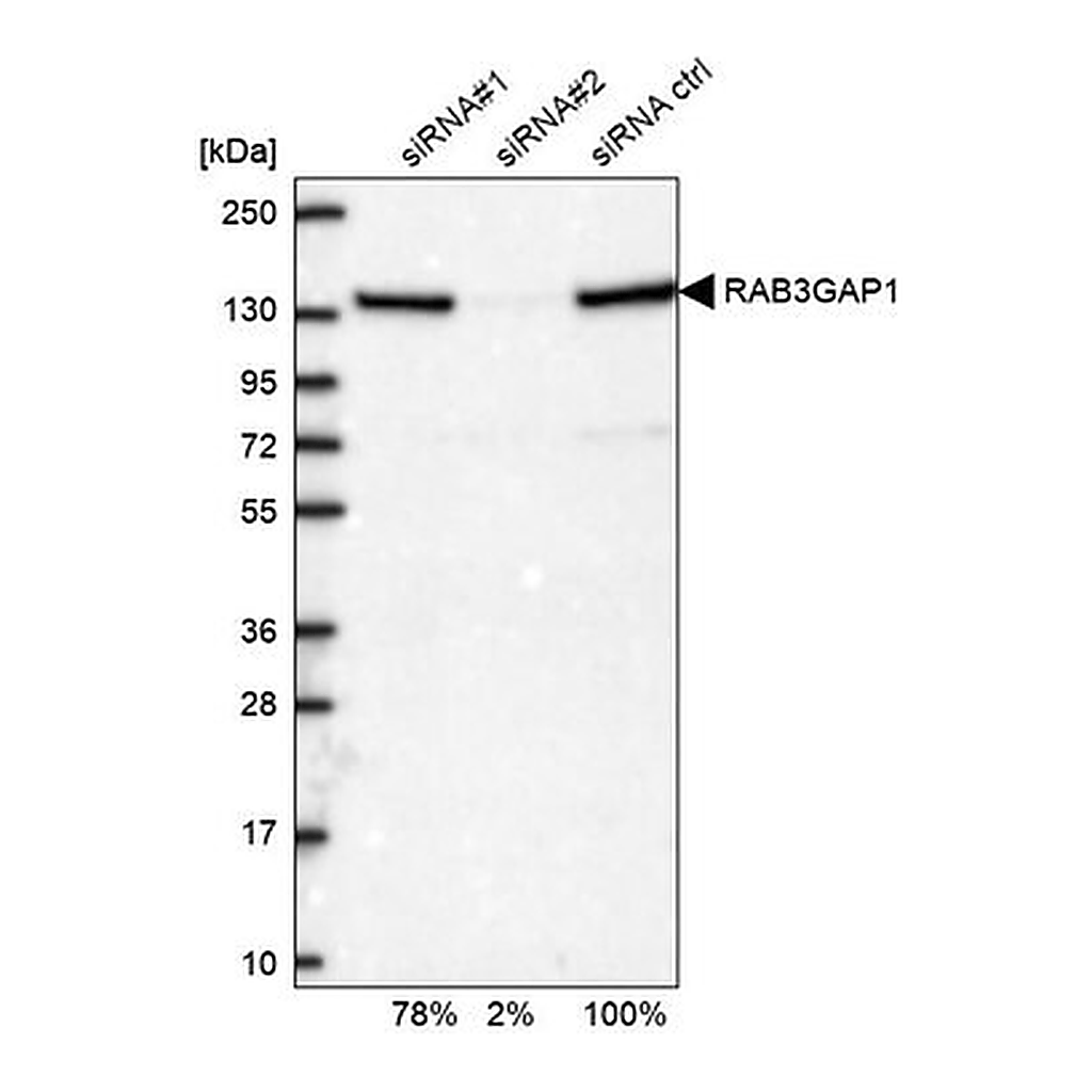 Merck Anti-RAB3GAP1 antibody produced in rabbit