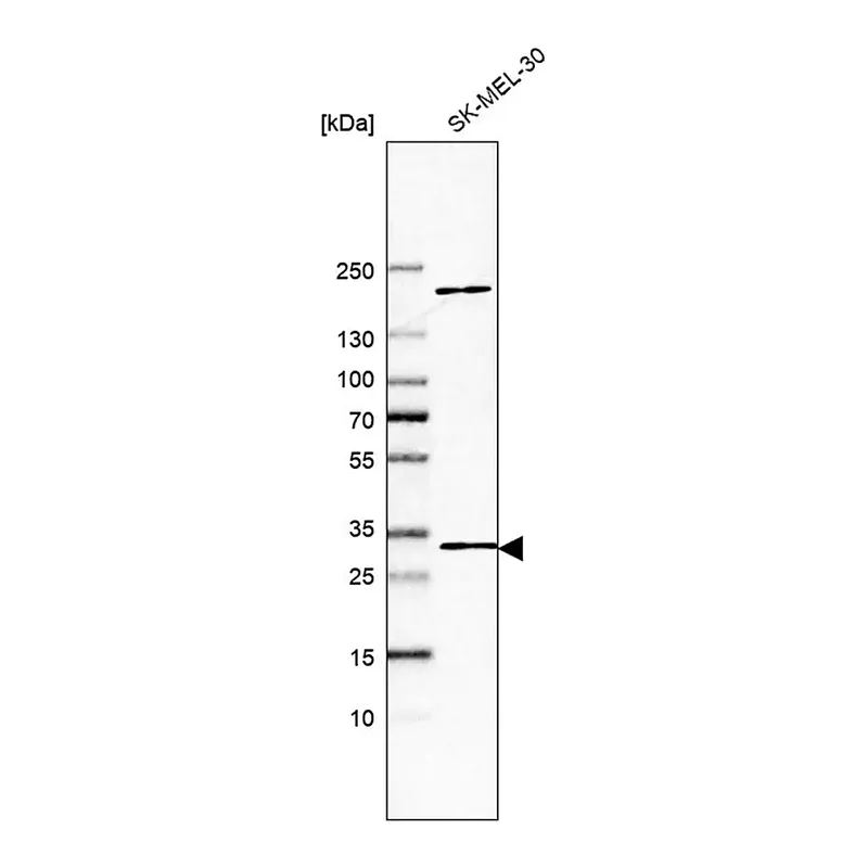 Merck Anti-DDIT4 antibody produced in rabbit