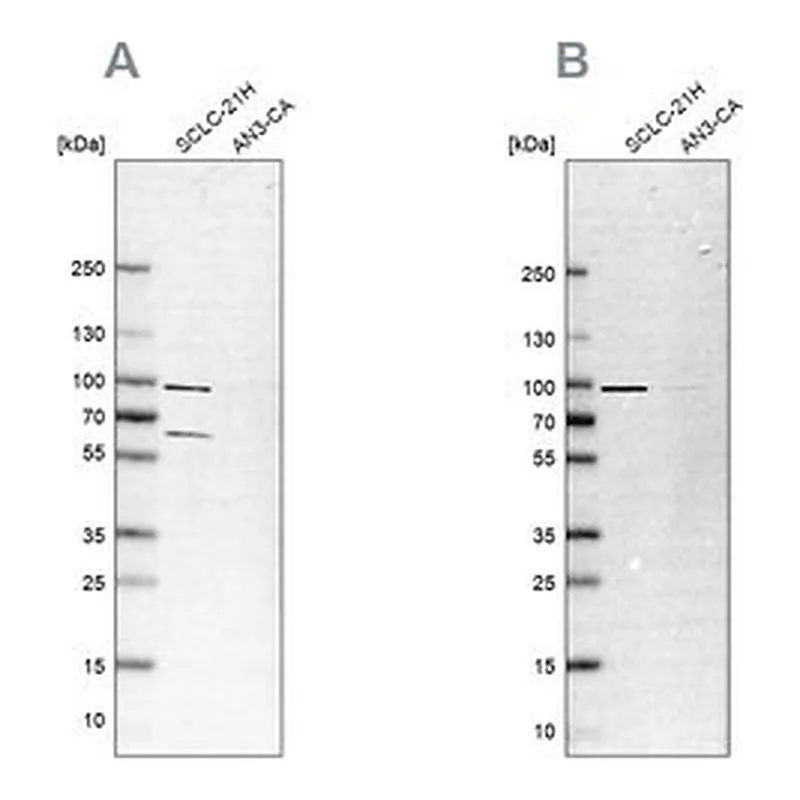 Merck Anti-PNPT1 antibody produced in rabbit