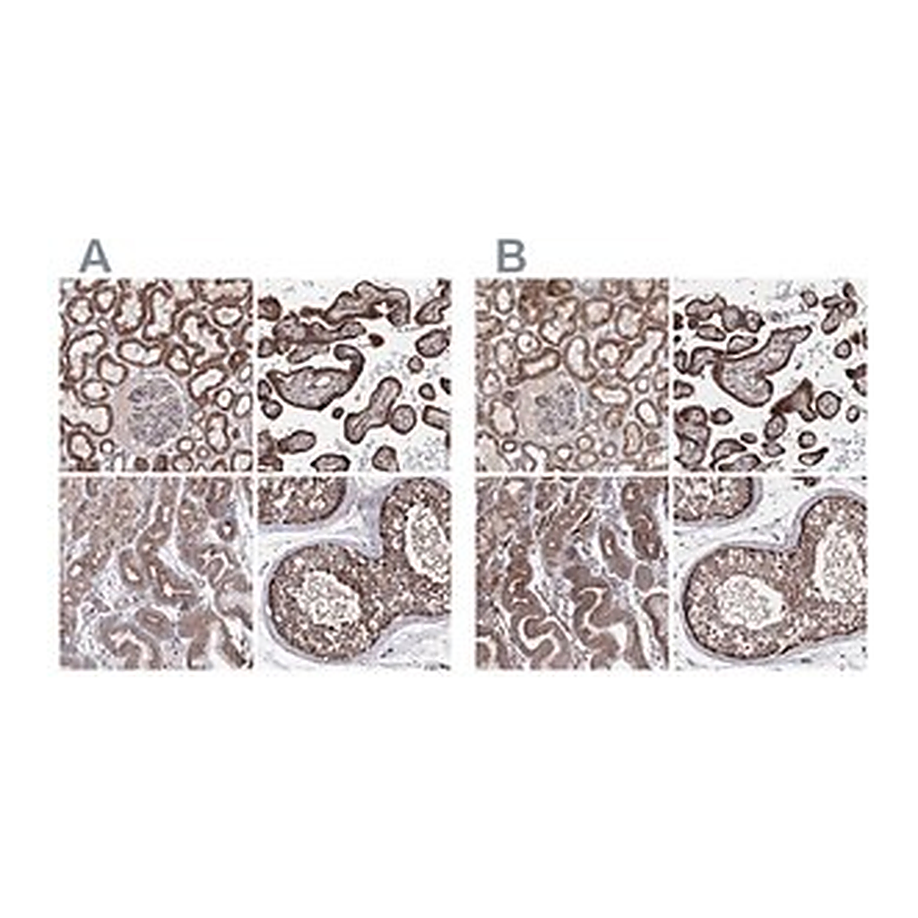 Merck Anti-GFM1 antibody produced in rabbit