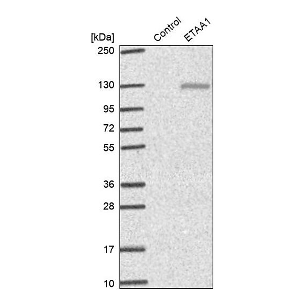 Merck Anti-ETAA1 antibody produced in rabbit