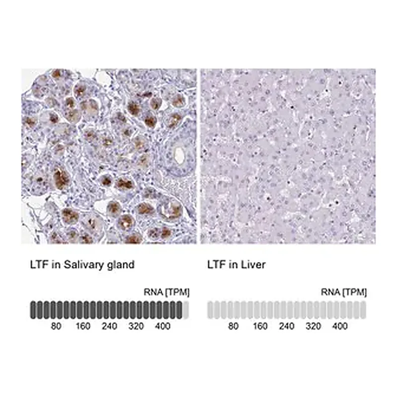 Merck Anti-LTF antibody produced in rabbit