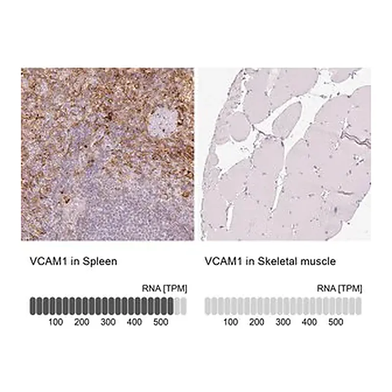 Merck Anti-VCAM1 antibody produced in rabbit