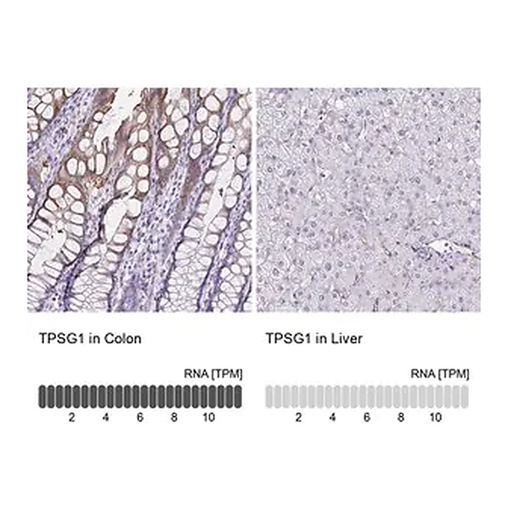 Merck Anti-TPSG1 antibody produced in rabbit