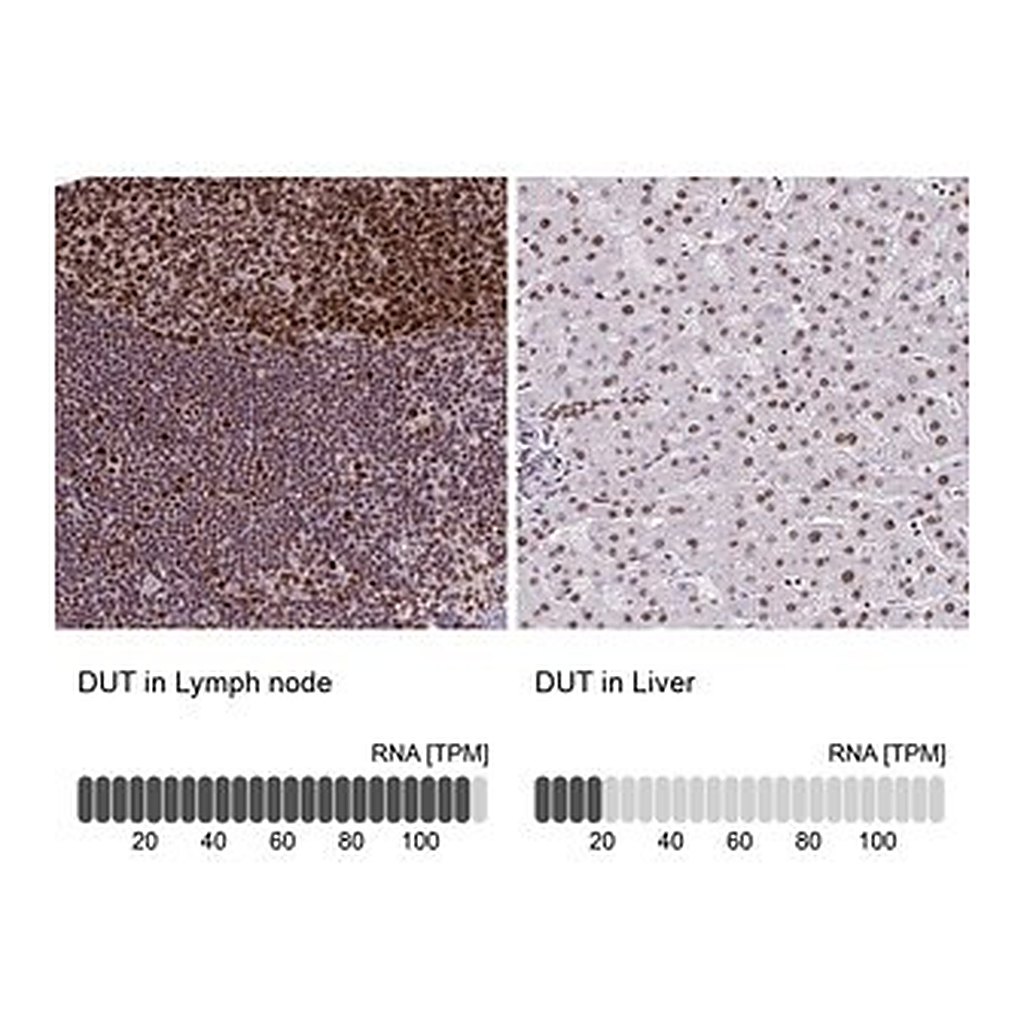 Merck Anti-DUT antibody produced in rabbit