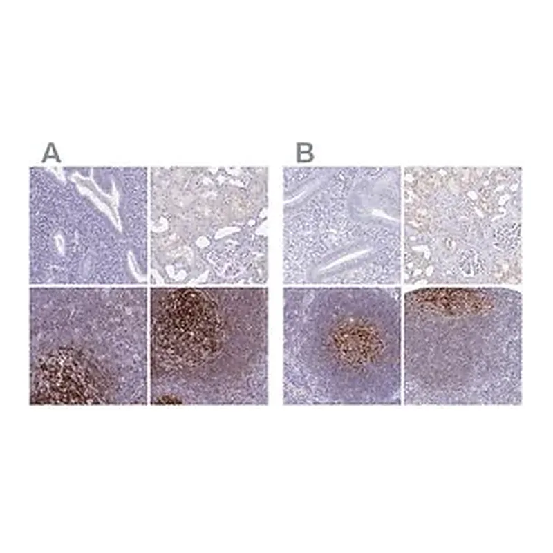 Merck Anti-CR2 antibody produced in rabbit