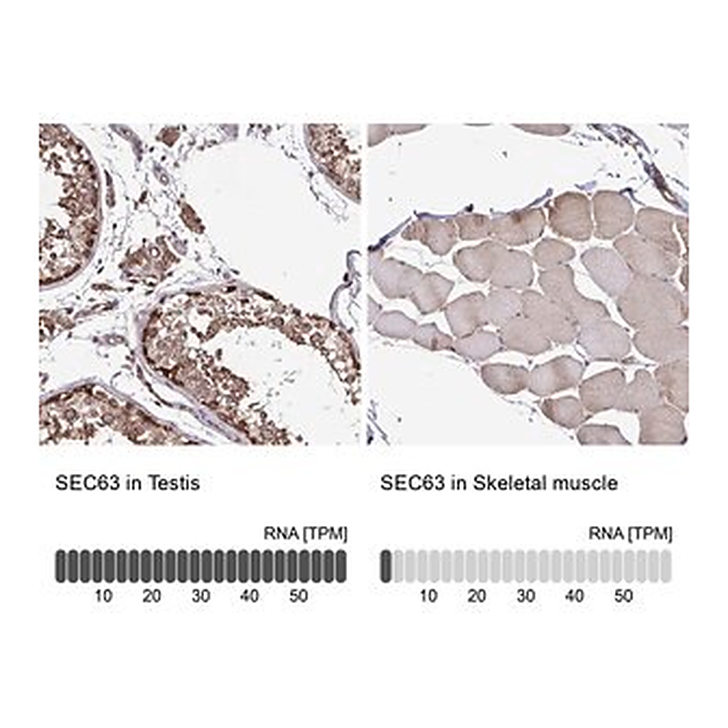 Merck Anti-SEC63 antibody produced in rabbit