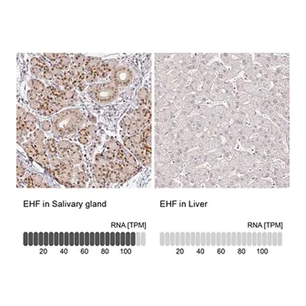 Merck Anti-EHF antibody produced in rabbit