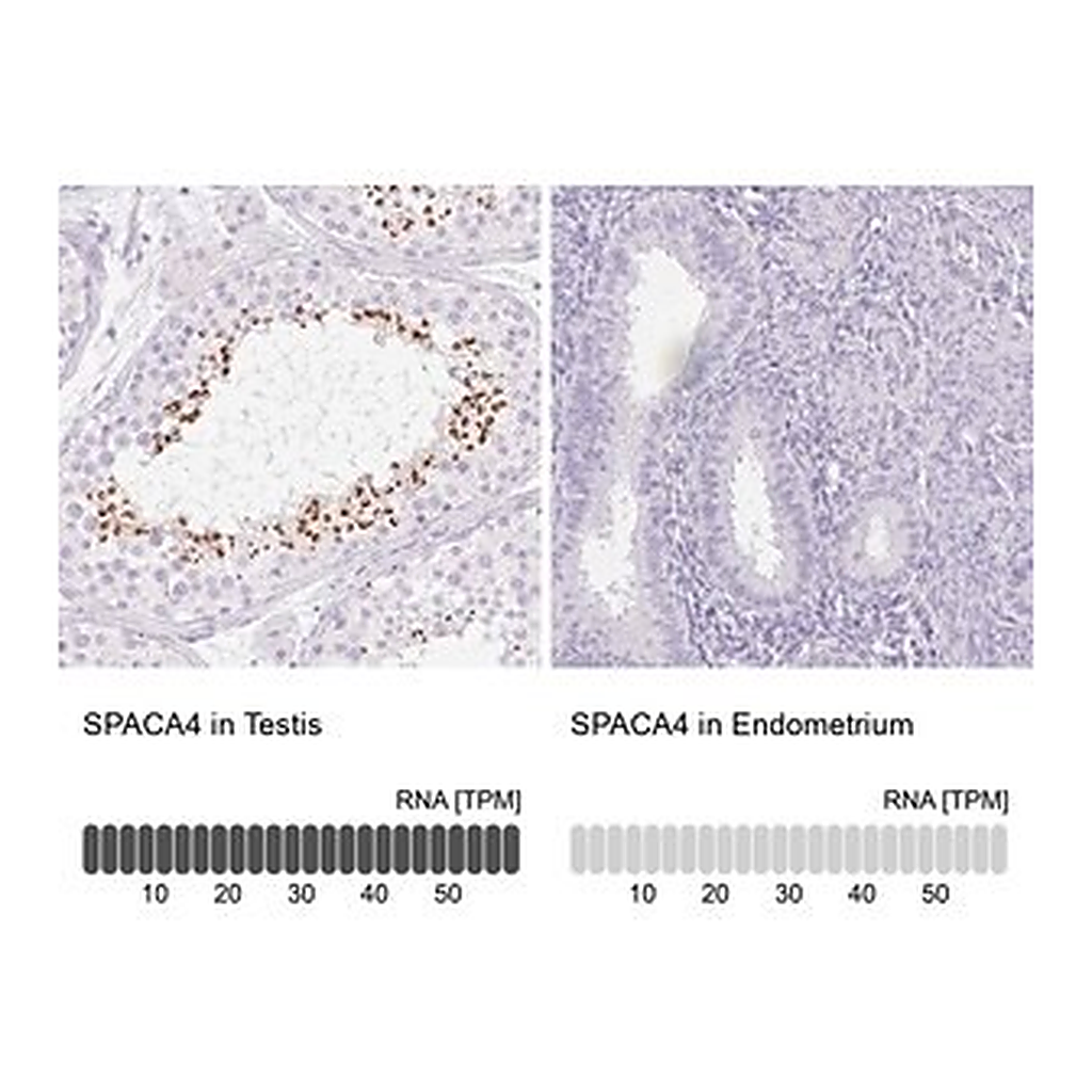 Merck Anti-SPACA4 antibody produced in rabbit