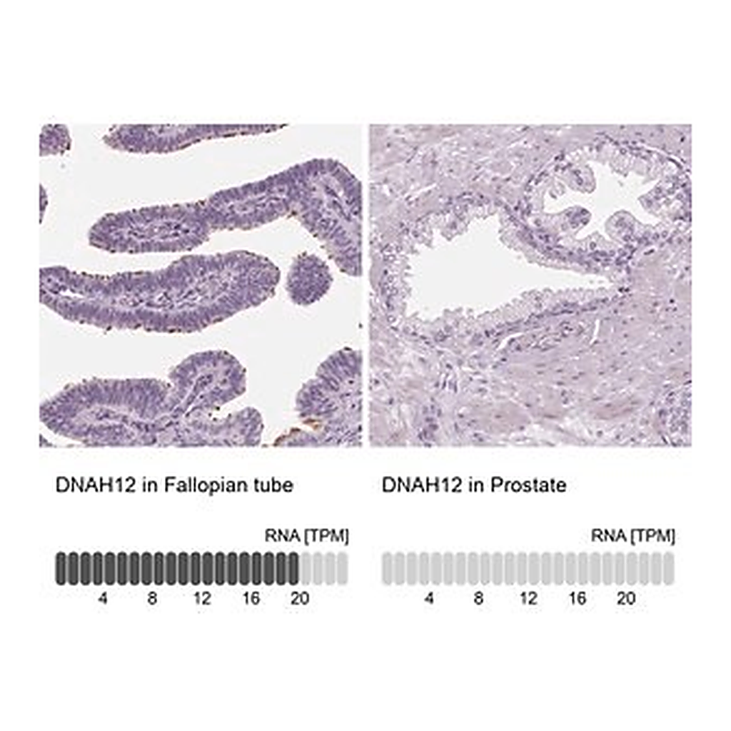 Merck Anti-DNAH12 antibody produced in rabbit