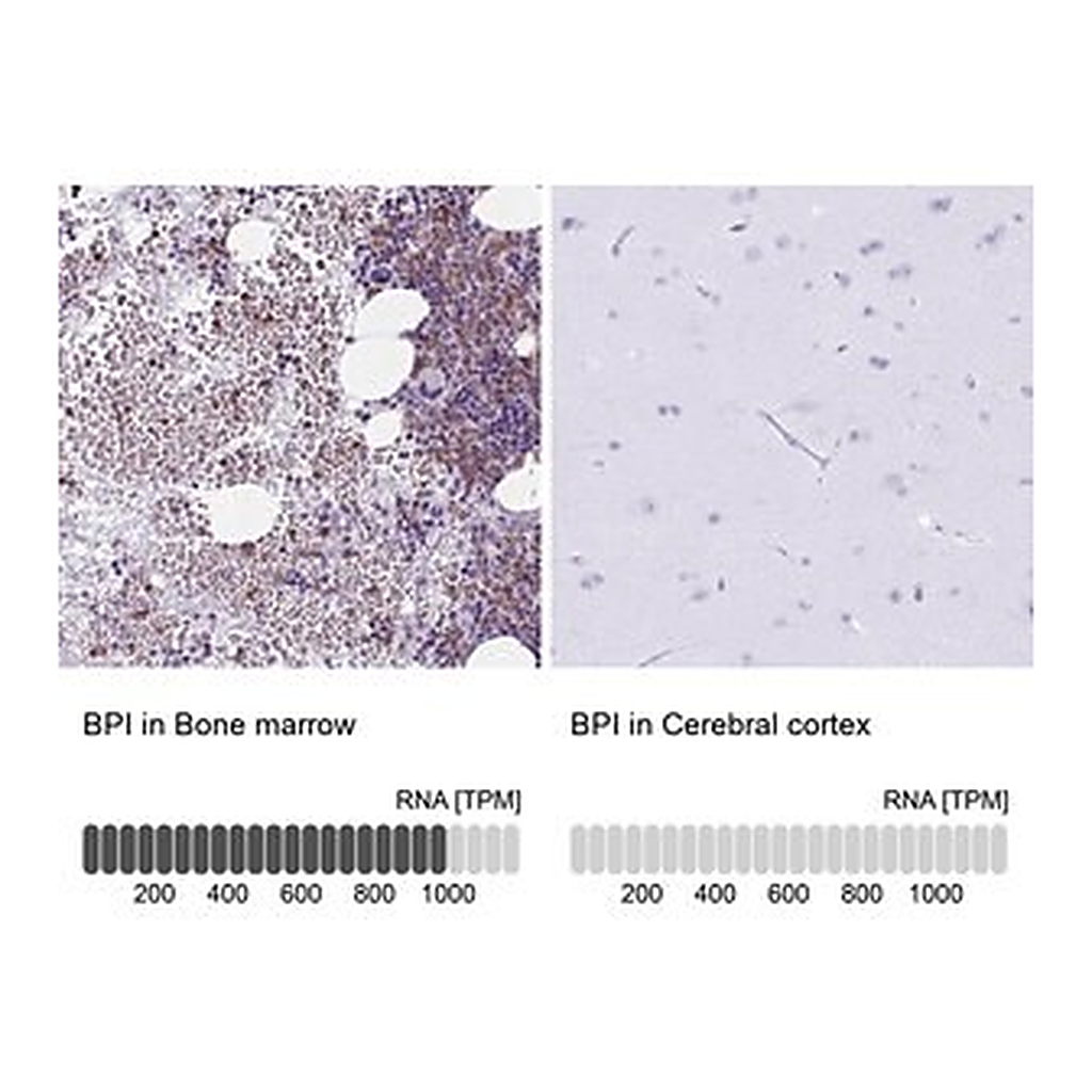Merck Anti-BPI antibody produced in rabbit