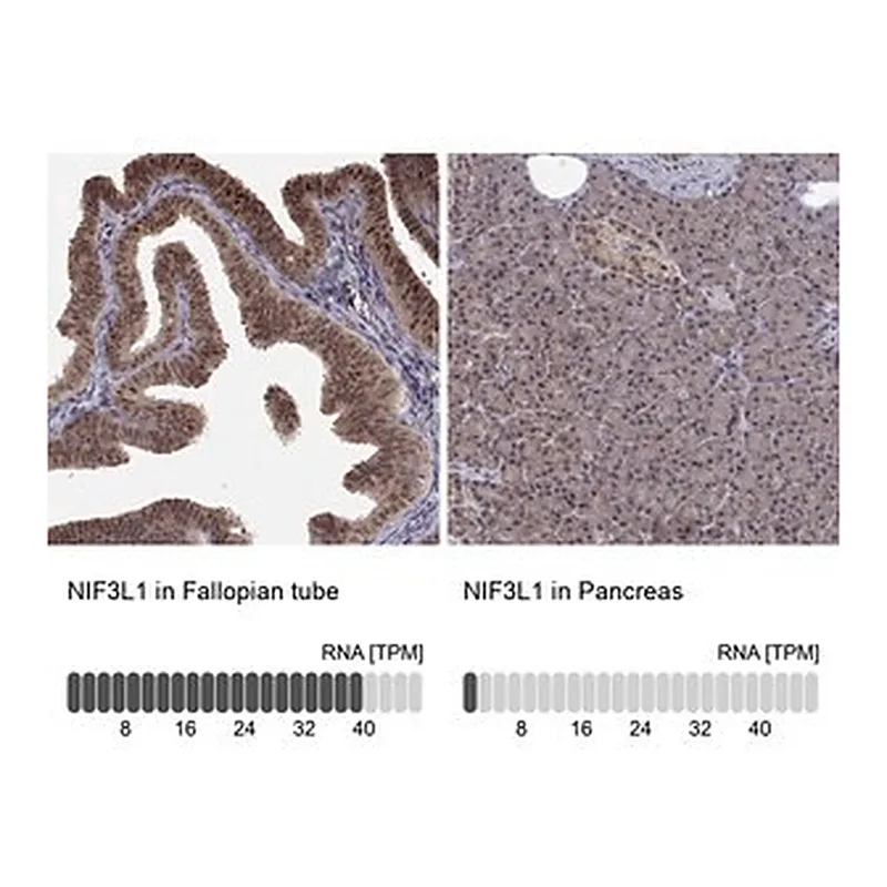 Merck Anti-NIF3L1 antibody produced in rabbit