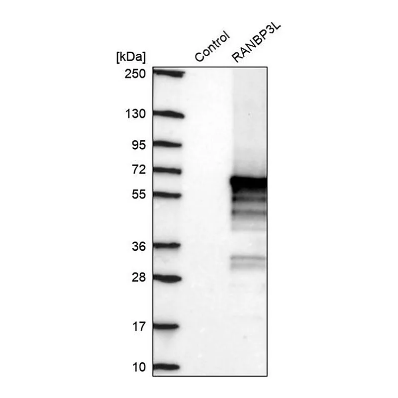Merck Anti-RANBP3L antibody produced in rabbit