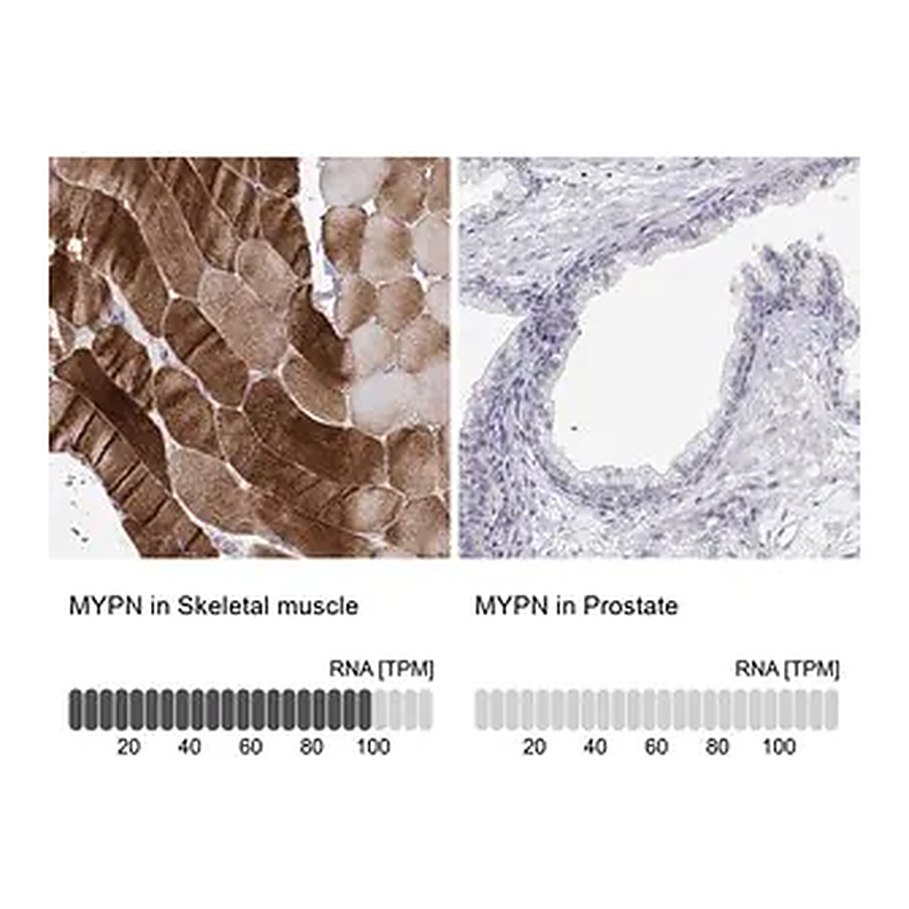 Merck Anti-MYPN antibody produced in rabbit