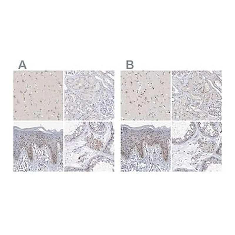 Merck Anti-MPHOSPH10 antibody produced in rabbit