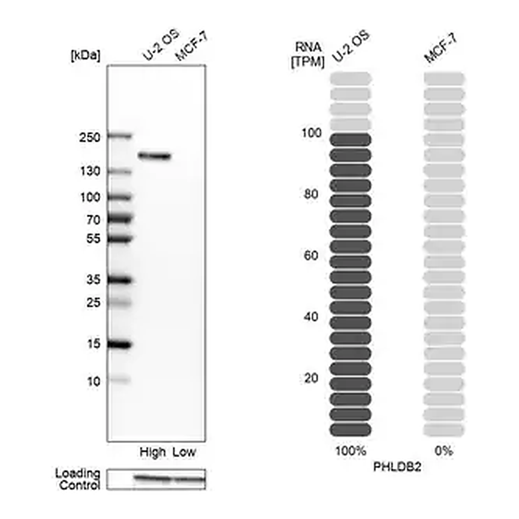 Merck Anti-PHLDB2 antibody produced in rabbit
