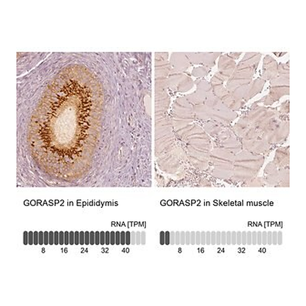 Merck Anti-GORASP2 antibody produced in rabbit