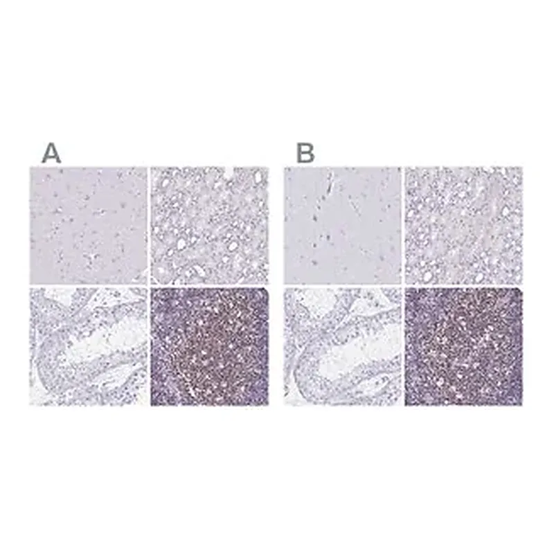 Merck Anti-IKZF1 antibody produced in rabbit